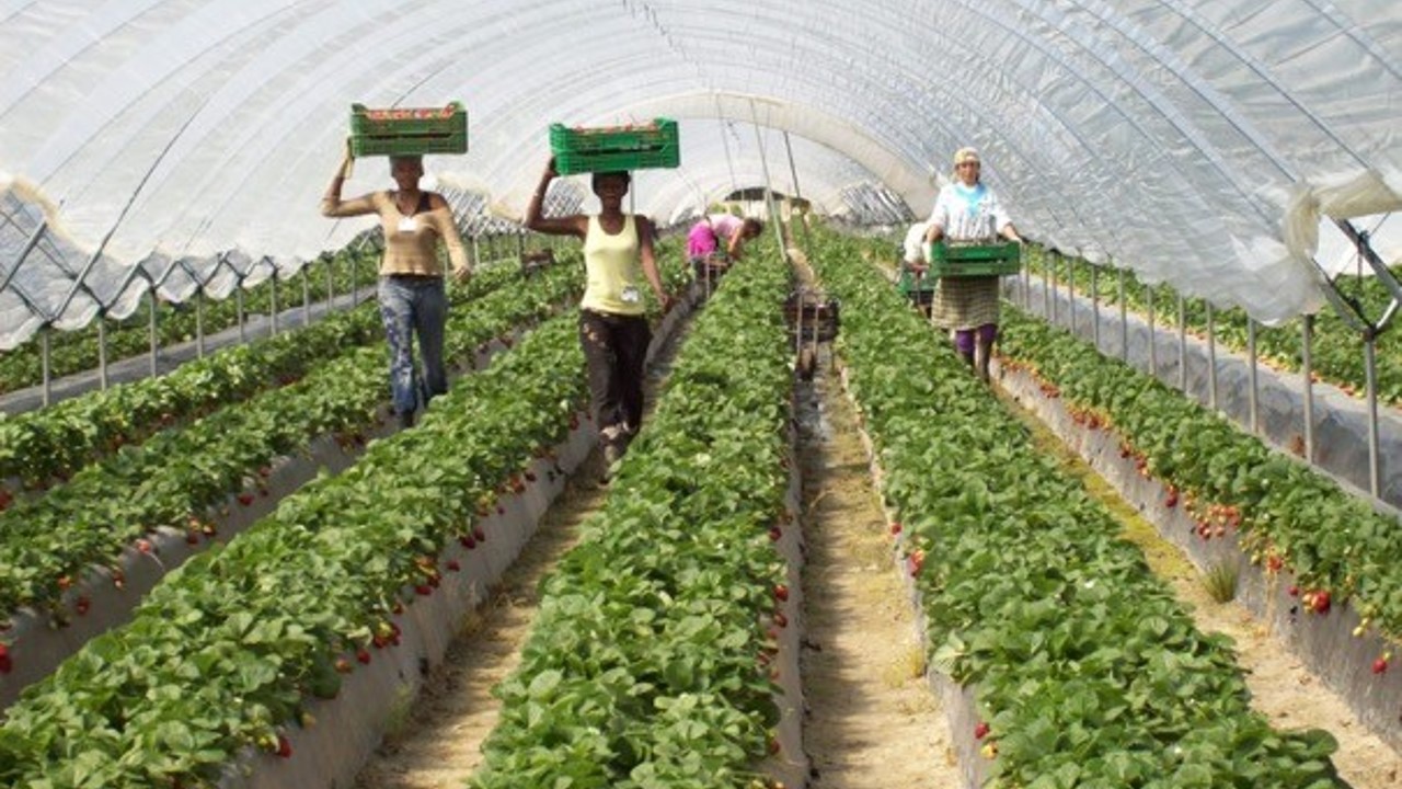 The hidden workers, Senegalese women, on the strawberry fields of Spain Image